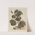 Naauwkeurige waarneemingen omtrent de veranderingen van veele insekten of gekorvene diertjes Pl.20 by Jacob L'Admiral