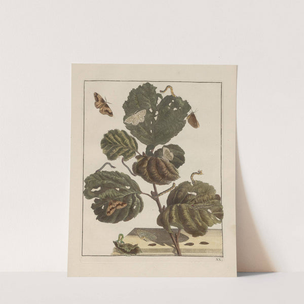 Naauwkeurige waarneemingen omtrent de veranderingen van veele insekten of gekorvene diertjes Pl.20 by Jacob L'Admiral