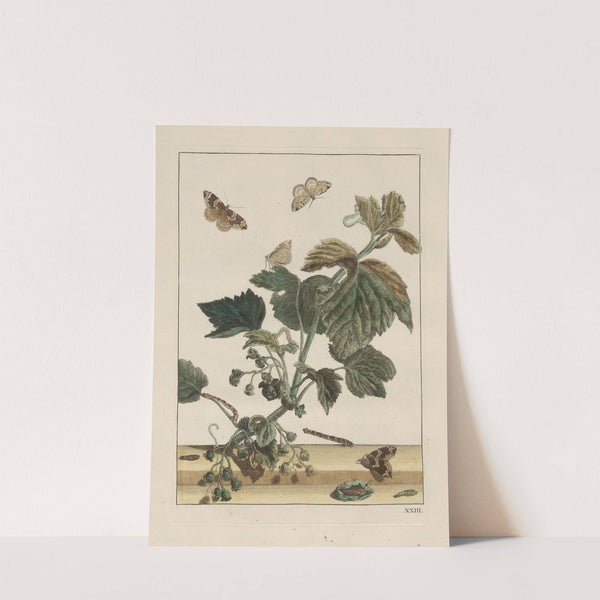 Naauwkeurige waarneemingen omtrent de veranderingen van veele insekten of gekorvene diertjes Pl.23 by Jacob L'Admiral