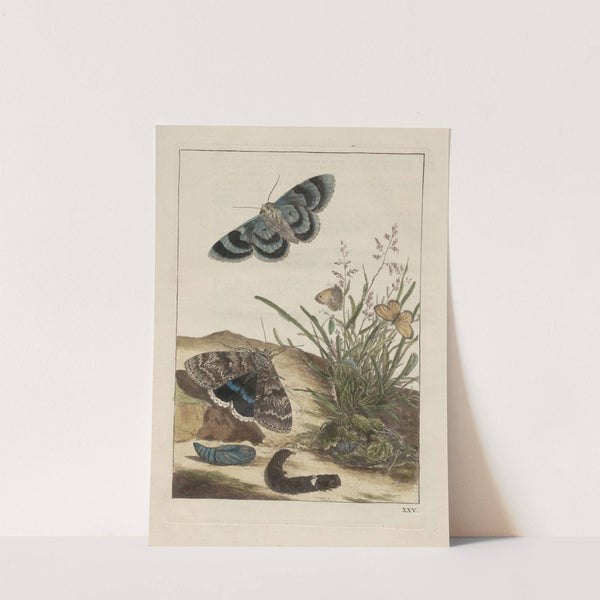 Naauwkeurige waarneemingen omtrent de veranderingen van veele insekten of gekorvene diertjes Pl.25 by Jacob L'Admiral
