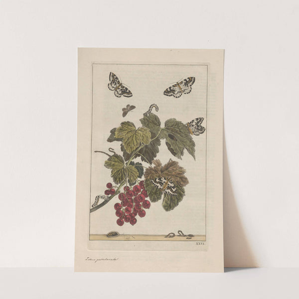 Naauwkeurige waarneemingen omtrent de veranderingen van veele insekten of gekorvene diertjes Pl.26 by Jacob L'Admiral