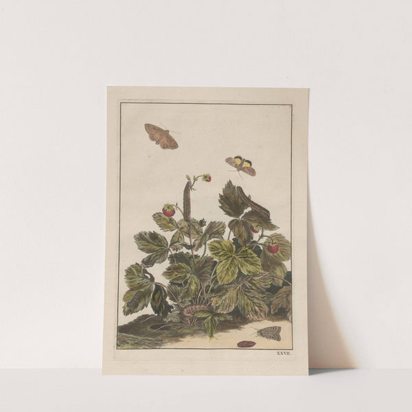 Naauwkeurige waarneemingen omtrent de veranderingen van veele insekten of gekorvene diertjes Pl.27 by Jacob L'Admiral