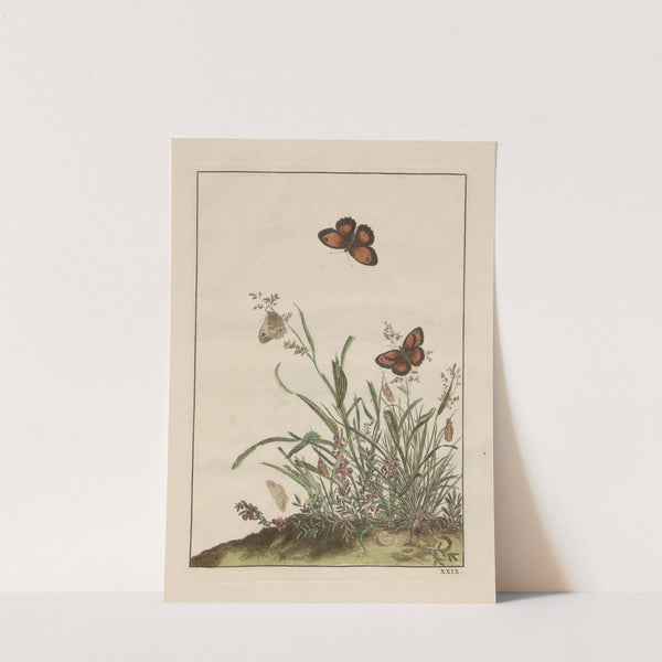 Naauwkeurige waarneemingen omtrent de veranderingen van veele insekten of gekorvene diertjes Pl.29 by Jacob L'Admiral