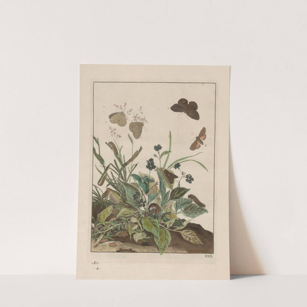 Naauwkeurige waarneemingen omtrent de veranderingen van veele insekten of gekorvene diertjes Pl.30 by Jacob L'Admiral