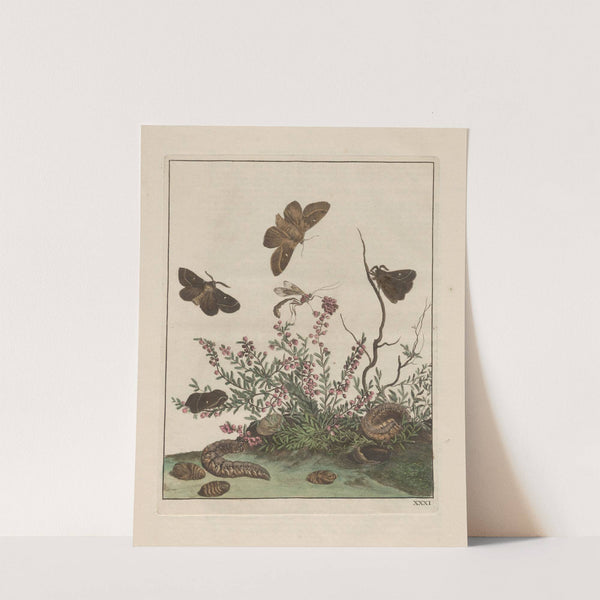 Naauwkeurige waarneemingen omtrent de veranderingen van veele insekten of gekorvene diertjes Pl.31 by Jacob L'Admiral