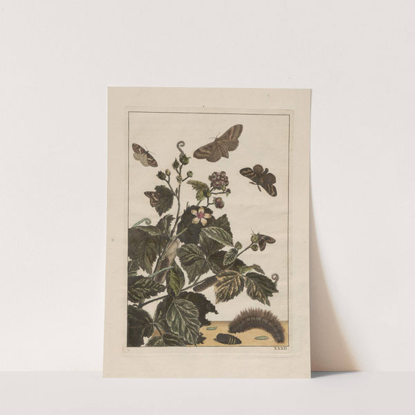 Naauwkeurige waarneemingen omtrent de veranderingen van veele insekten of gekorvene diertjes Pl.32 by Jacob L'Admiral