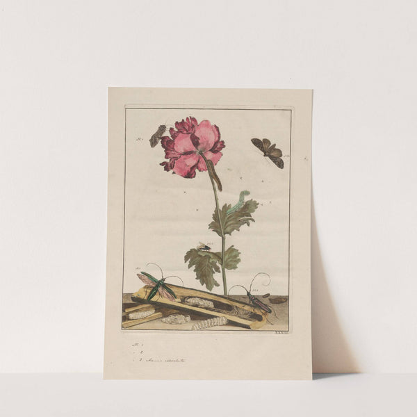 Naauwkeurige waarneemingen omtrent de veranderingen van veele insekten of gekorvene diertjes Pl.33 by Jacob L'Admiral