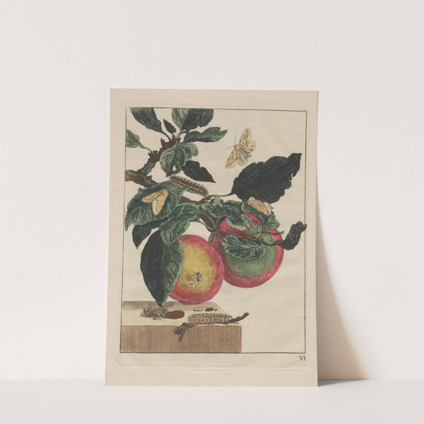 Naauwkeurige Waarneemingen van veele gestaltverwisselende gekorvene diertjes Pl.06 by Jacob L'Admiral