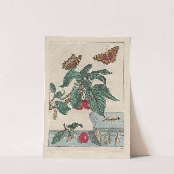 Naauwkeurige Waarneemingen van veele gestaltverwisselende gekorvene diertjes Pl.15 by Jacob L'Admiral