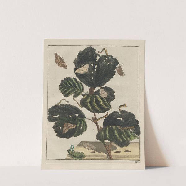 Naauwkeurige Waarneemingen van veele gestaltverwisselende gekorvene diertjes Pl.20 by Jacob L'Admiral