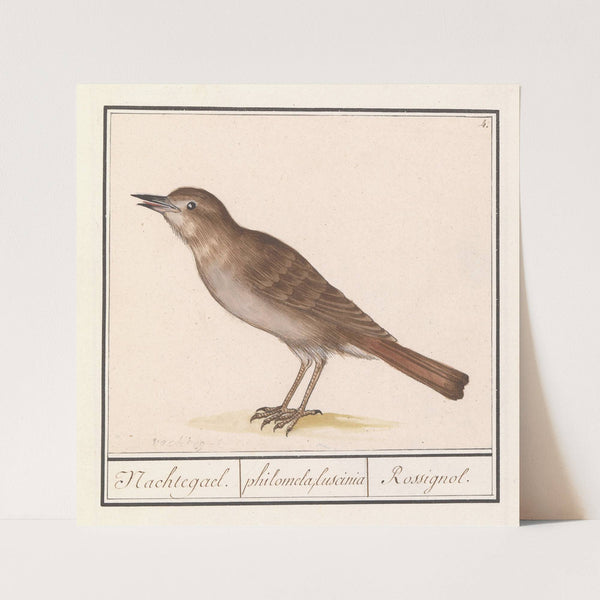Nachtegaal (Luscinia megarhynchos) (1596-1610) by Anselmus Boëtius de Boodt