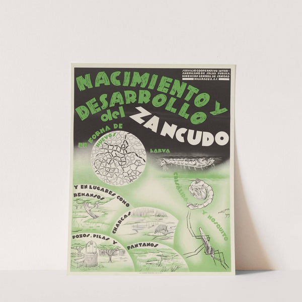 Nacimiento y Desarrollo del Zancudo by Anonymous