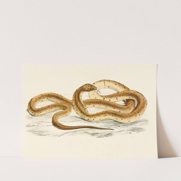 Naia Haje Var. A by Sir Andrew Smith