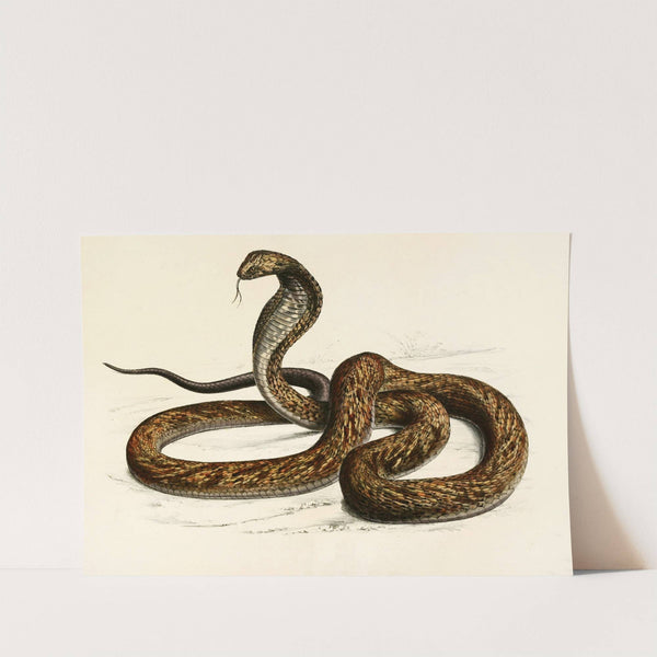 Naia Haje Var. B by Sir Andrew Smith