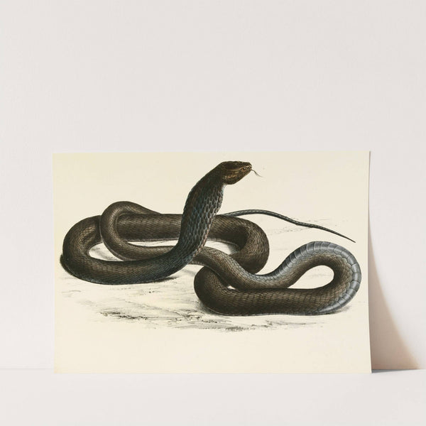 Naia Haje Var. C by Sir Andrew Smith