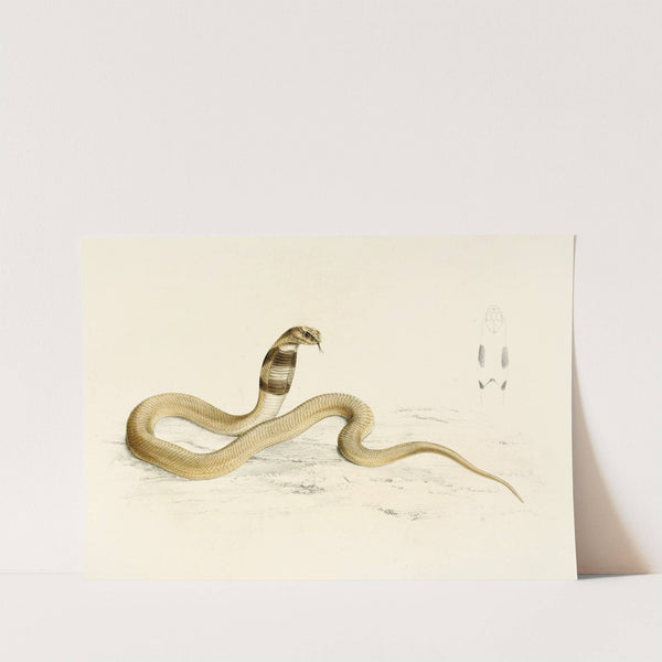 Naia Haje (Young) by Sir Andrew Smith