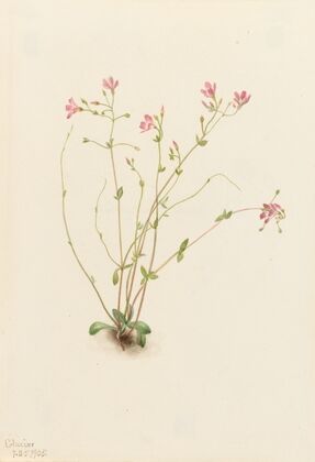 Naiad Spring Beauty (Claytonia parvifolia) (1905)