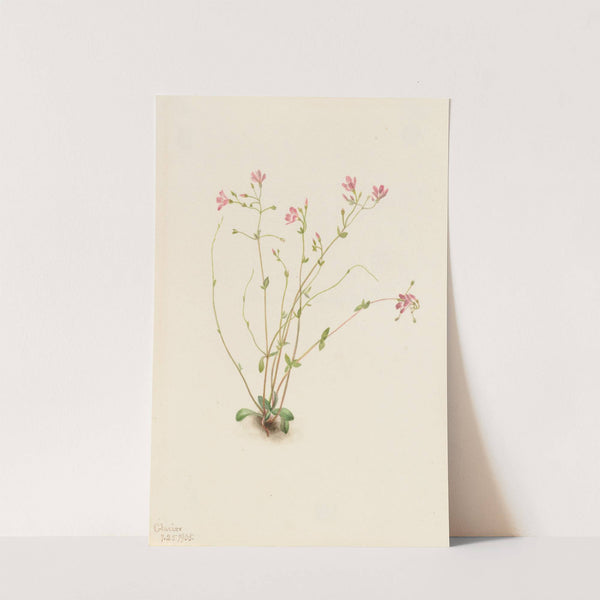 Naiad Spring Beauty (Claytonia parvifolia) (1905) by Mary Vaux Walcott