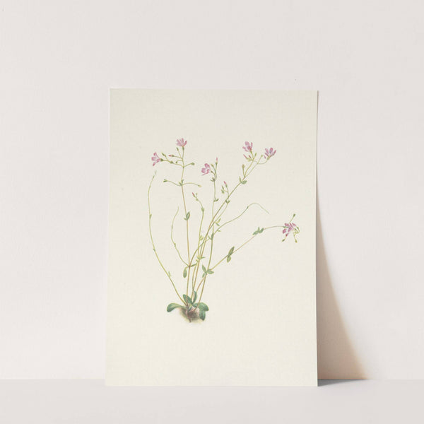 Naiad Springbeauty. Claytonia parvifolia (1925) by Mary Vaux Walcott