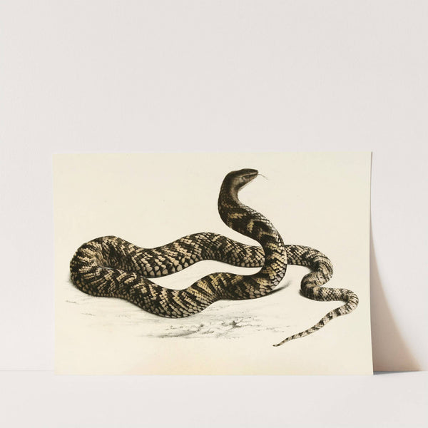 Naja Haemachates by Sir Andrew Smith