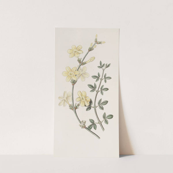 Naked-flowered Jasmine by Sydenham Edwards