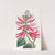 Naked-flowering Erythrina by Sydenham Edwards