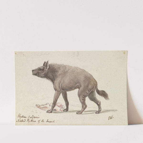 Naked Hyaena of the Deserts of Nubia (1837) by Charles Hamilton Smith