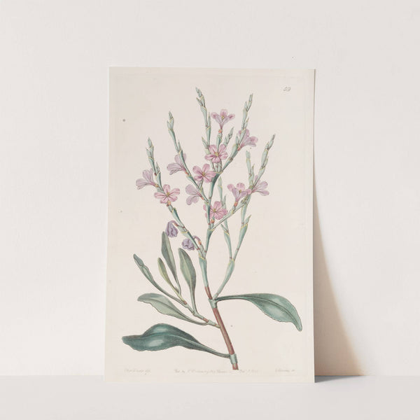 Naked Monopetalus Sea Lavender by Sydenham Edwards