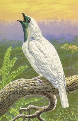 Naked-Throated Cotinga