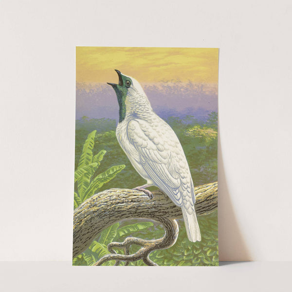 Naked-Throated Cotinga by Thomas Waterman Wood