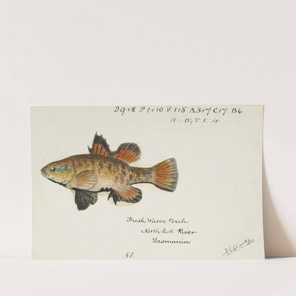 Nannoperca australis (Tas) : Eel by Frank Edward Clarke