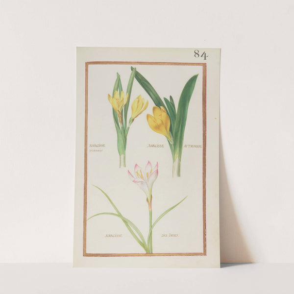 Narcisse printanier ; narcisse autaumnal ; narcisse des Indes (1624) by Daniel Rabel
