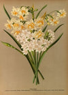 Narcissus 2 (1872-1881)