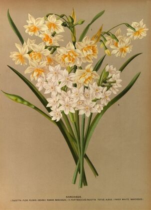 Narcissus 2 (1872-1881)