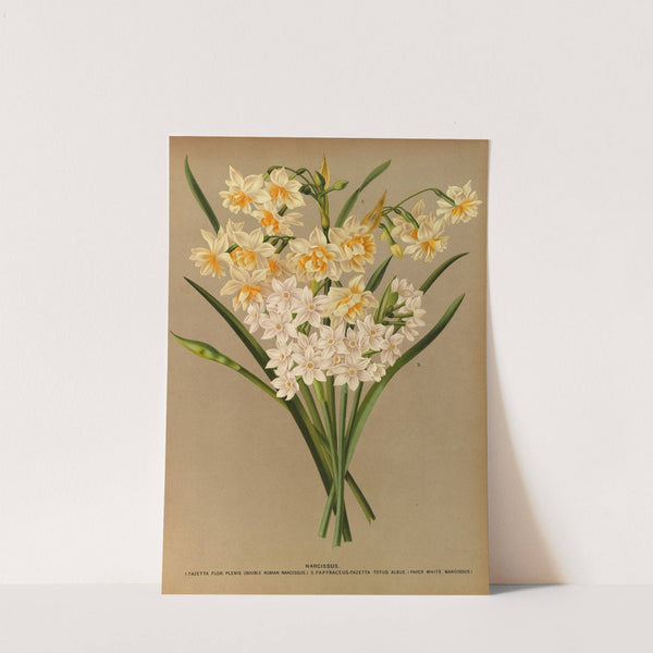 Narcissus 2 (1872-1881) by Arentina Hendrica Arendsen