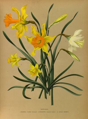 Narcissus 3 (1872-1881)