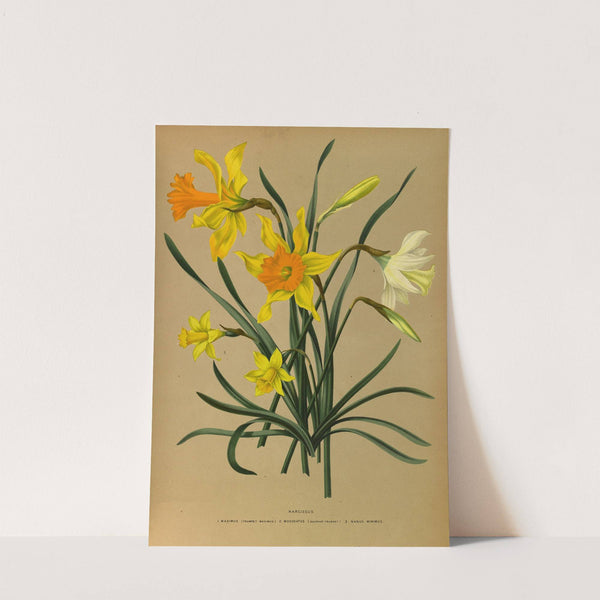 Narcissus 3 (1872-1881) by Arentina Hendrica Arendsen