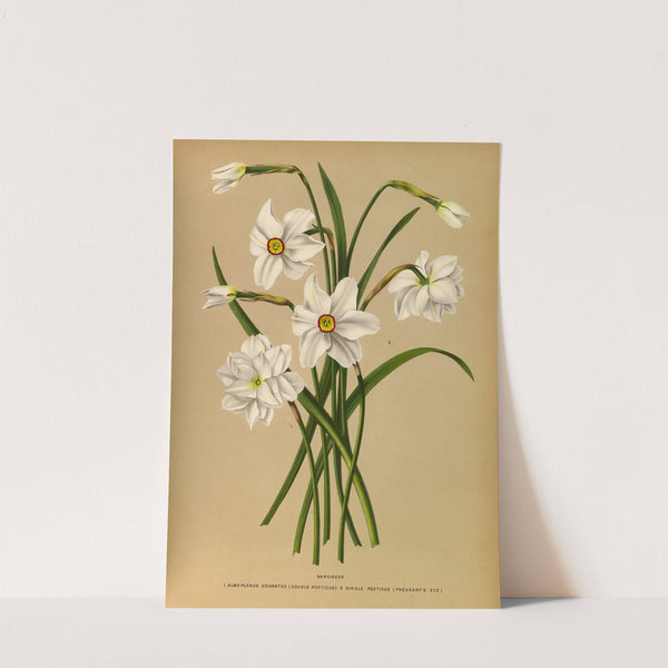 Narcissus 4 (1872-1881) by Arentina Hendrica Arendsen