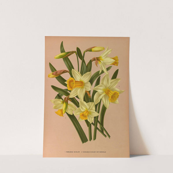 Narcissus Bicolor. 2. Narcissus Bicolor Var Horsfieldi (1872-1881) by Arentina Hendrica Arendsen