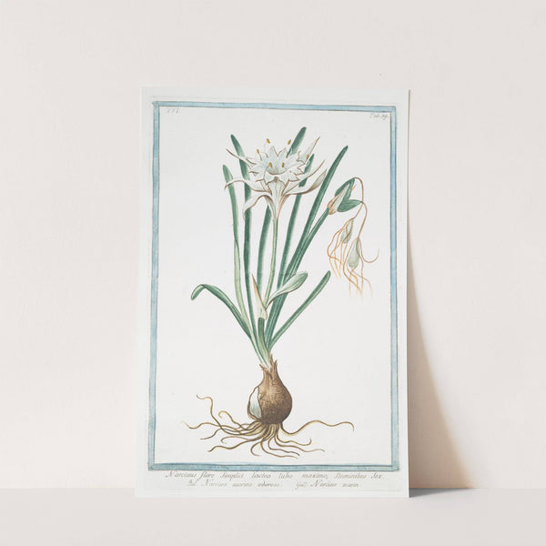 Narcissus, flore simplici, lacteo tubo maximo, staminibus sex - Narcisso marino odoroso - Narisse marin by Giorgio Bonelli