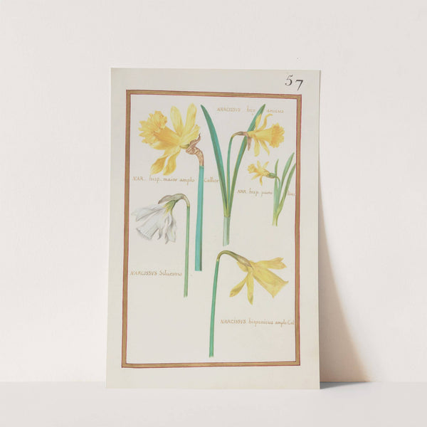 Narcissus hipanicus ; nar. hisp. maior amplo callice ; nar. hisp. pumilius ; narcissus silvestris (1624) by Daniel Rabel