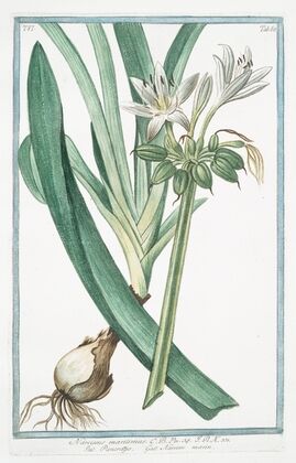 Narcissus maritimus – Pancratzio – Narcisse marin. (Sea daffodil)