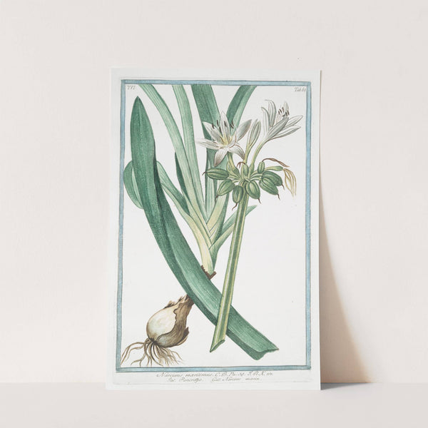Narcissus maritimus - Pancratzio - Narcisse marin. (Sea daffodil) by Giorgio Bonelli