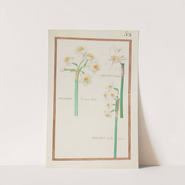 Narcissus simplex ; narcissus pisanus maior ; narcissus narbonensis (1624) by Daniel Rabel