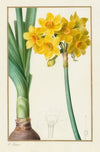 Narcissus tazetta (1836)