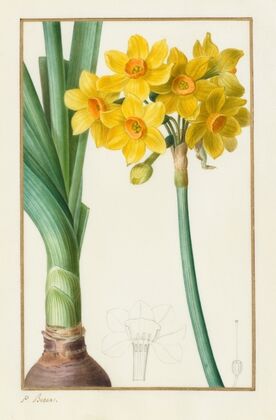 Narcissus tazetta (1836)