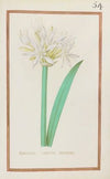Narcissus tertius mathioli (1624)
