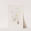 Narcissuses by Sydenham Edwards