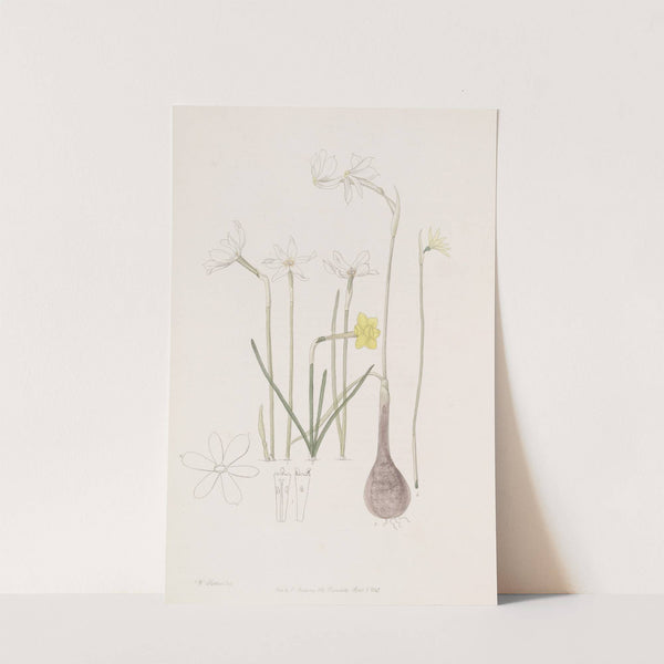 Narcissuses by Sydenham Edwards