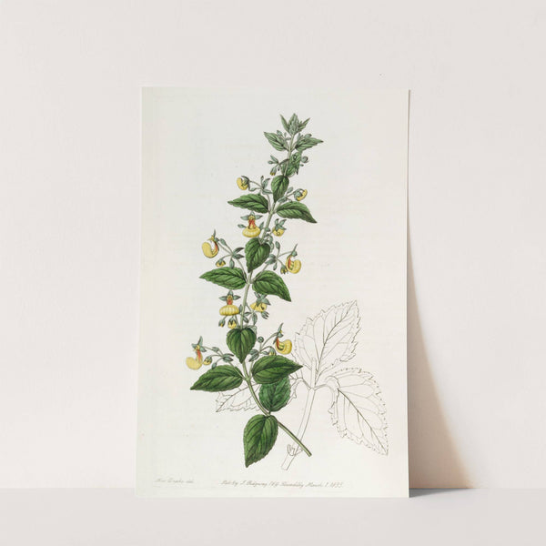 Narrow-flowered Calceolaria by Sydenham Edwards